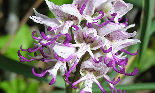 Naked-Man-Orchid