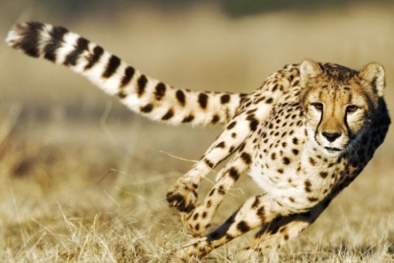 gepard running