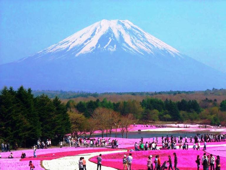 #14 The Fuji Shibazakura Festival (Japan)
