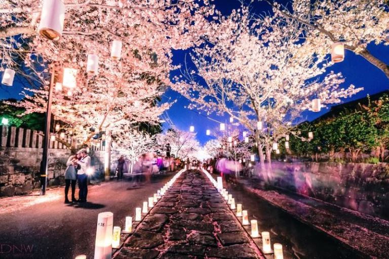 #5 Cherry Blossom Lantern Festival (Japan)