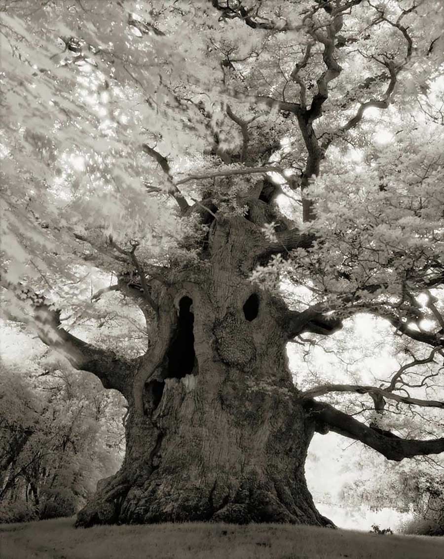 ancient-trees-Majesty
