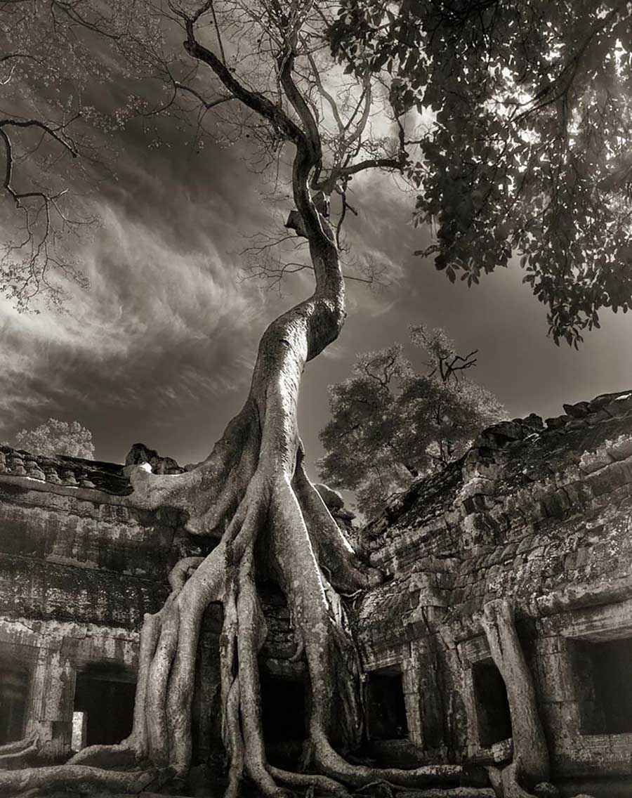 ancient-trees-RILKES-BAYON