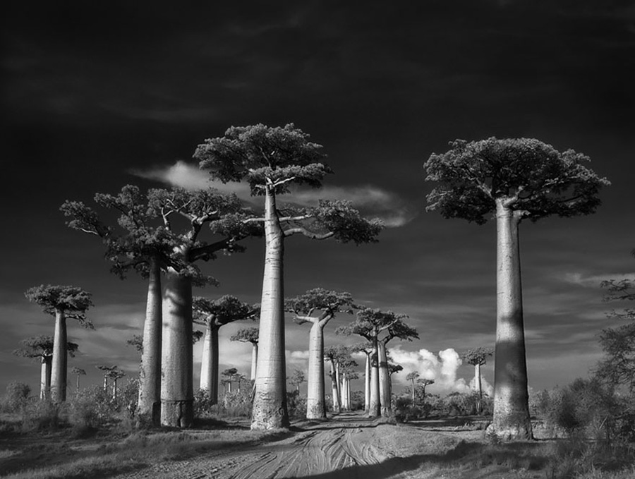 ancient-trees-avenue-of-the-baobabs