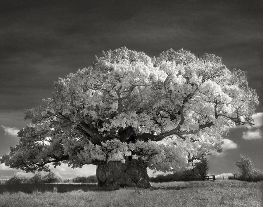 ancient-trees-bowthorpe-oak