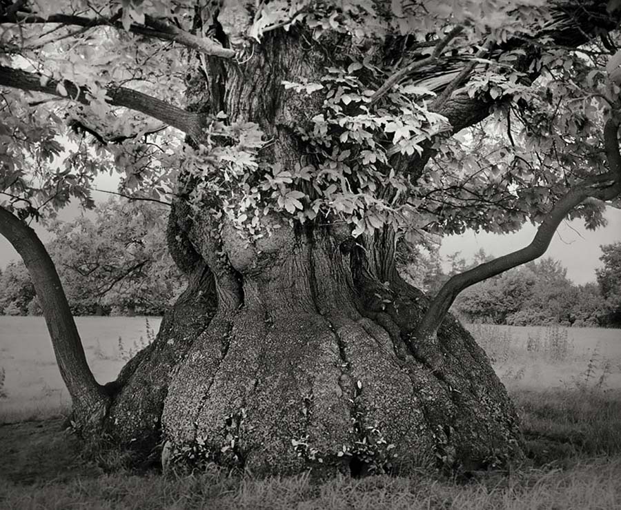 ancient-trees-croft-castle-chestnut
