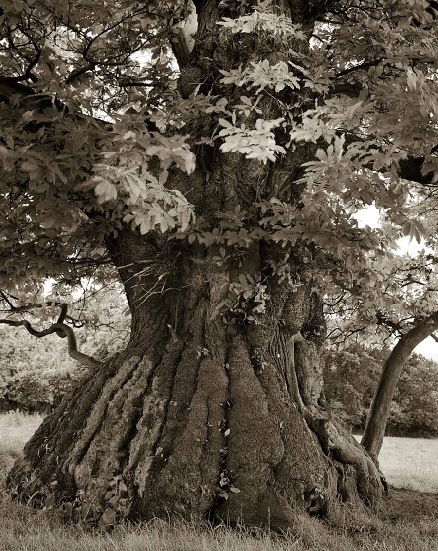 ancient-trees-trunk-ridges