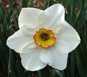 cvete-Narcissus