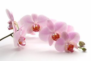 cvete orchid