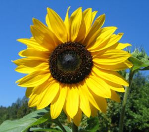 cvete sunflower