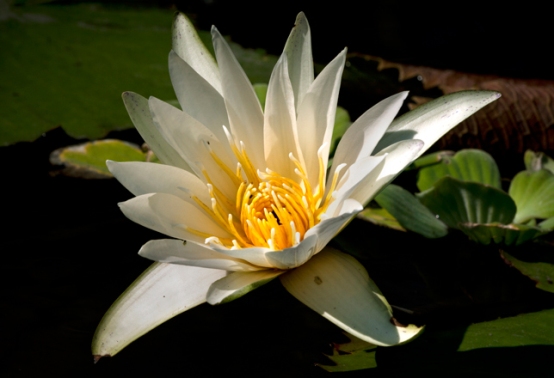 white_water_lily