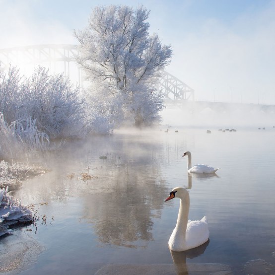 Icy Swan Lake