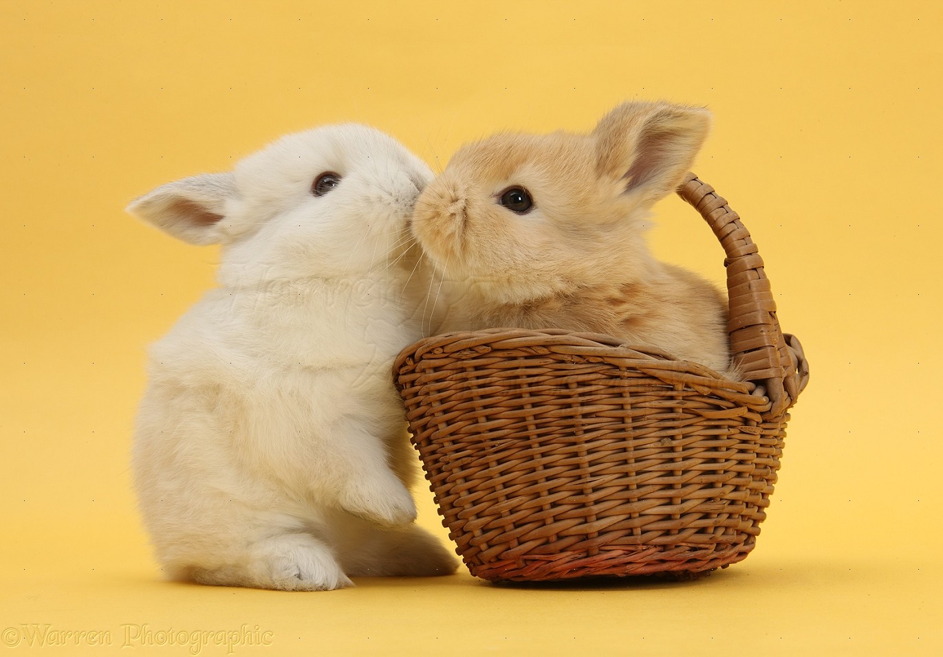 36478-Sandy-and-white-rabbits-with-basket