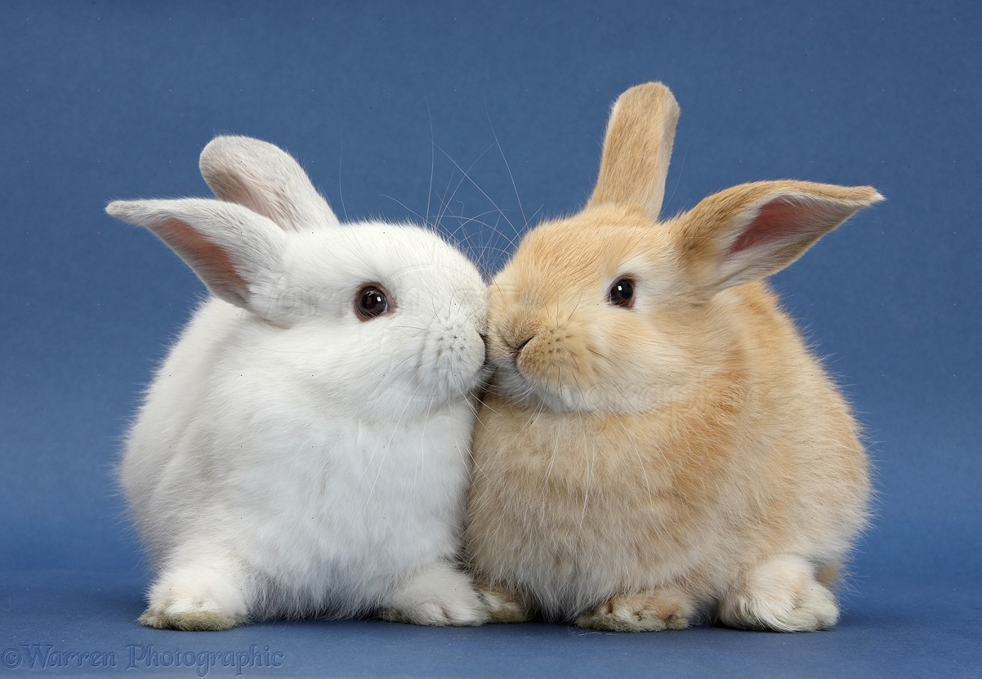 White rabbit and Sandy rabbit kissing on blue background
