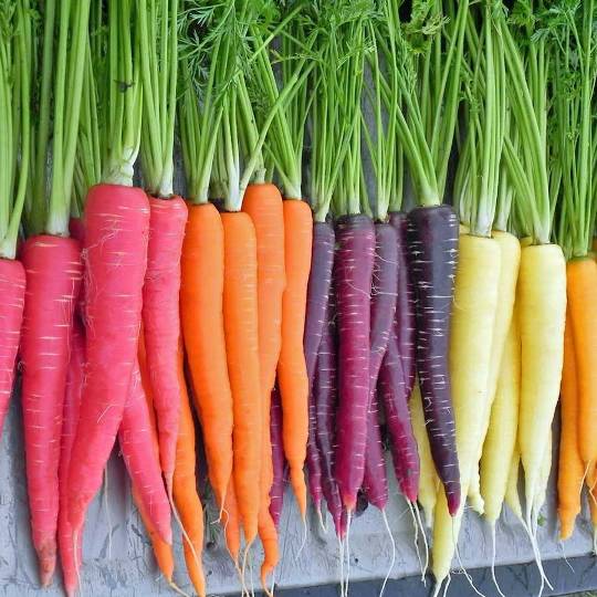 carrot-colour-mix-1