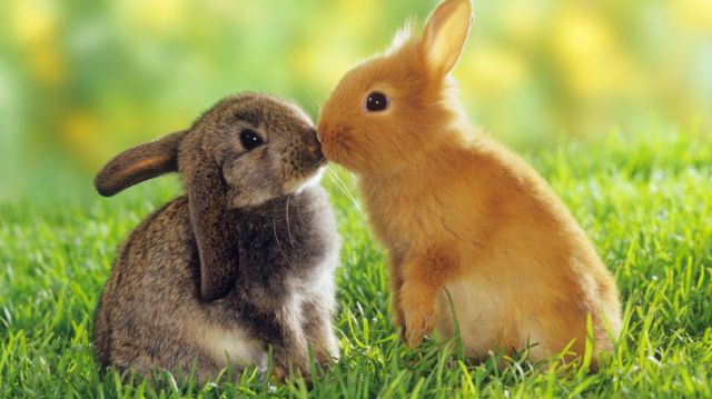 two-cute-bunnies-kissing