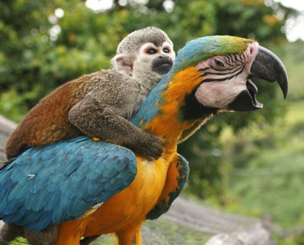 monkey-parrot