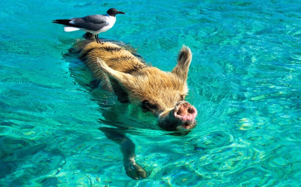 Pig island in the bahamas
