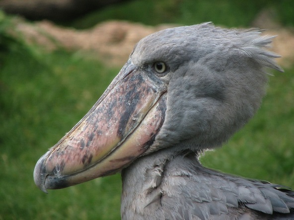 ugliest-animals-shoebill-pelican