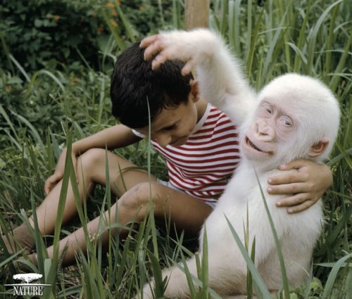 Маймуна албинос