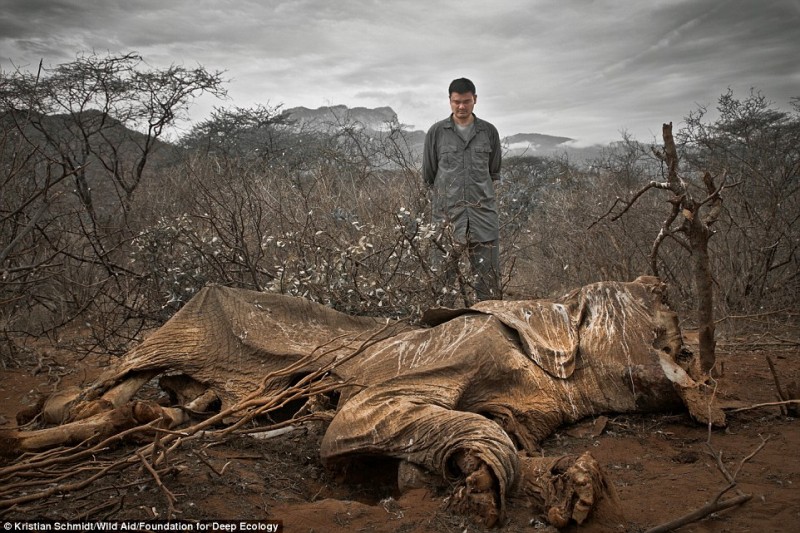 An elephant killed by poachers left to rot.