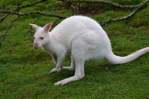 Кенгуру албинос