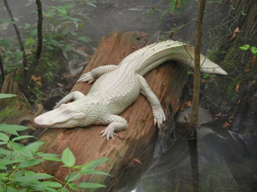 Кроколид албинос