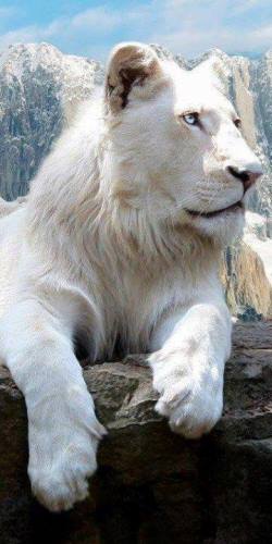 Лъв албинос