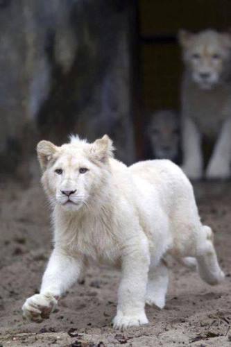 Лъвица албинос 