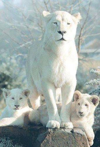 Лъвица албинос с малките си