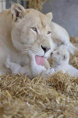 Лъвица албинос с малките си