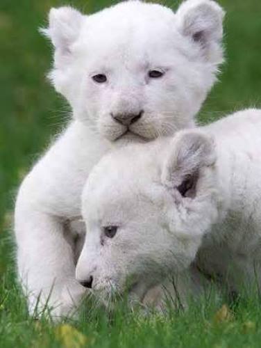 Малки лъвчета албинос