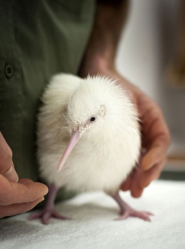 Птица албинос