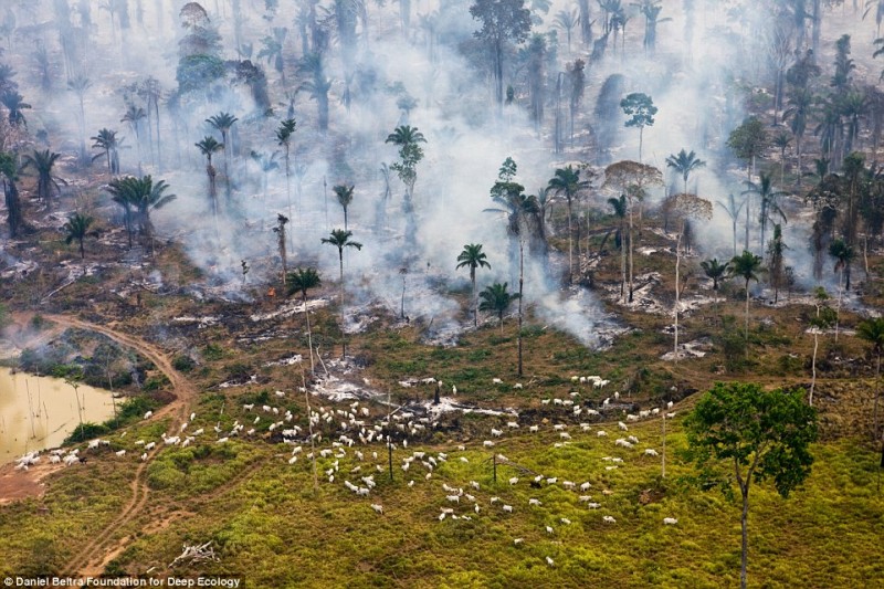 The rainforest in flames – goats used to graze here.