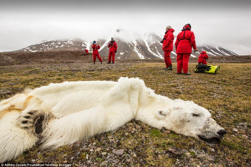 This polar bear starved to death in Svalvard, Norway. Disappearing ice caps are robbing polar bears of both their living space and food.