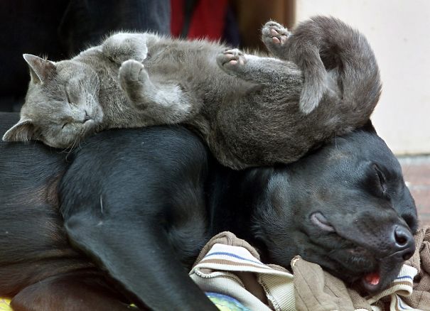cute-cats-sleeping-on-dogs-0__605