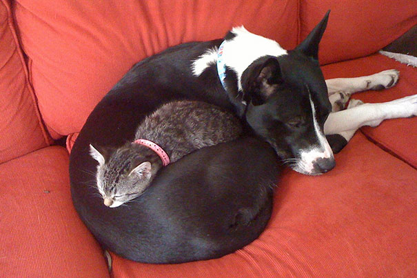 cute-cats-sleeping-on-dogs-11__605