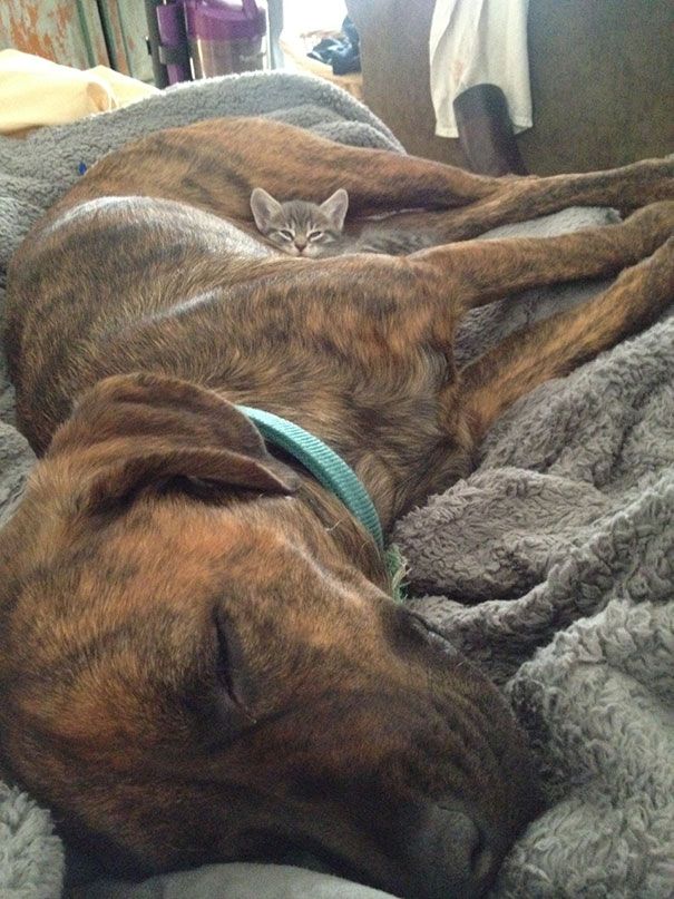 cute-cats-sleeping-on-dogs-17__605
