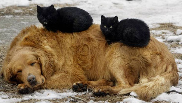 cute-cats-sleeping-on-dogs-20__605