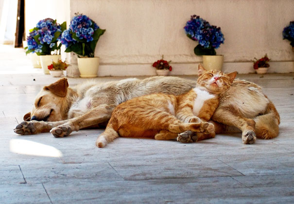 cute-cats-sleeping-on-dogs-21__605