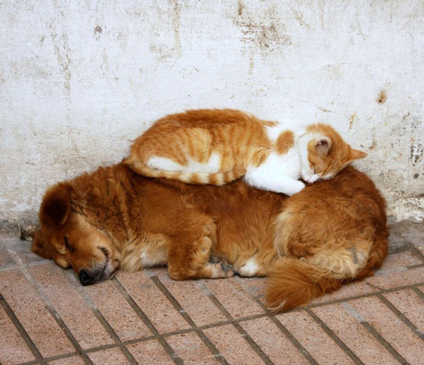 cute-cats-sleeping-on-dogs-26__605