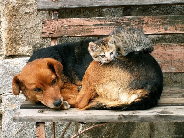 cute-cats-sleeping-on-dogs-3__605