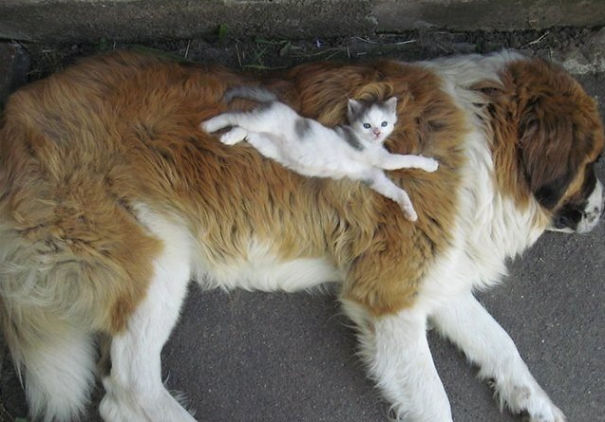 cute-cats-sleeping-on-dogs-4__605