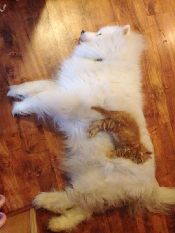 cute-cats-sleeping-on-dogs-8__605