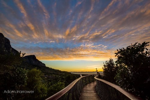 kirstenbosch-tree-canopy-walkway-cape-town-south-africa-14
