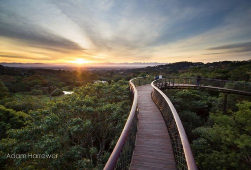 kirstenbosch-tree-canopy-walkway-cape-town-south-africa-4-640x434