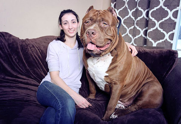 Запознайте се с Хълк, 17-месечен питбул, който тежи 80 кг и продължава да расте.