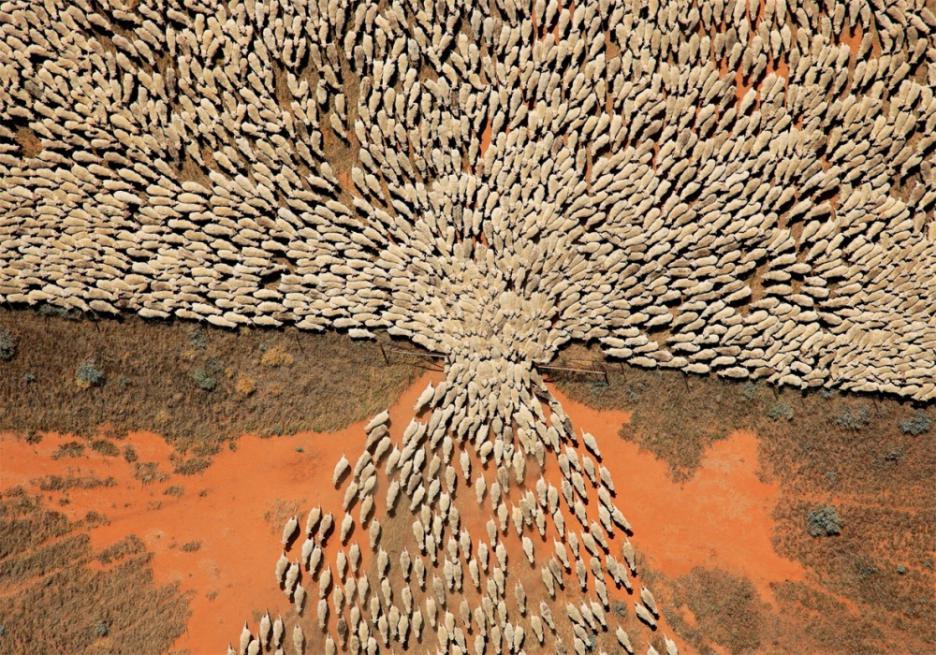 Голямо стадо овце преминава през порта.
