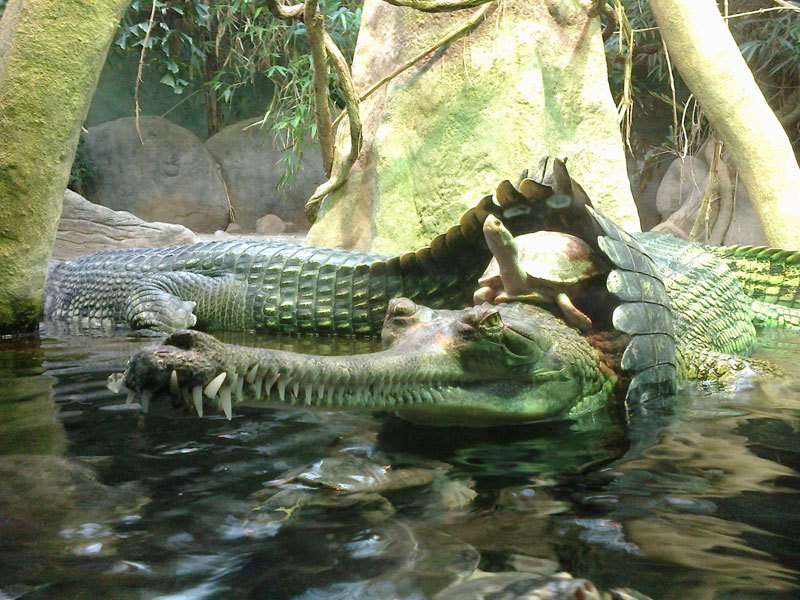 Просто костенурка, която си язди крокодил! Photograph by _iond_ on reddit