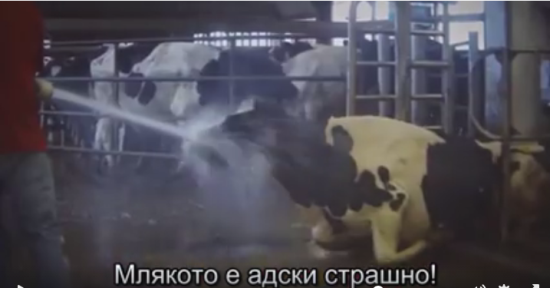 Отношението към кравите във фермите е ужасяващо