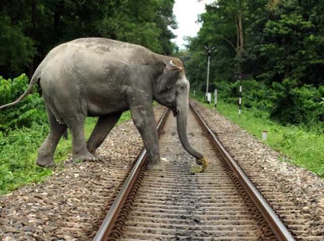 Слон си пресича влаковите релси